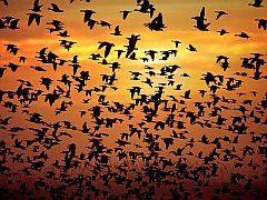 Flocking Together, Geese, New Mexico